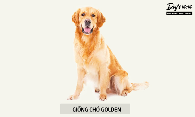 Chó Golden