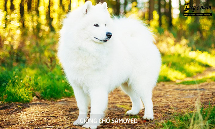 Chó Samoyed