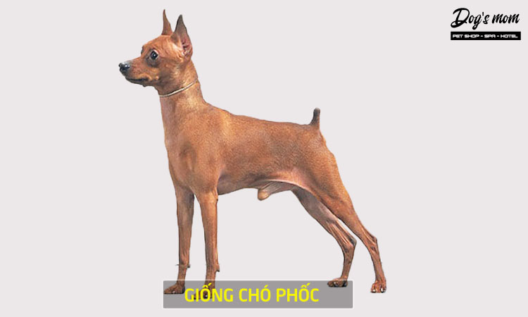 Chó phốc sóc