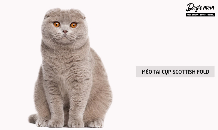 Mèo tai cụp Scottish Fold