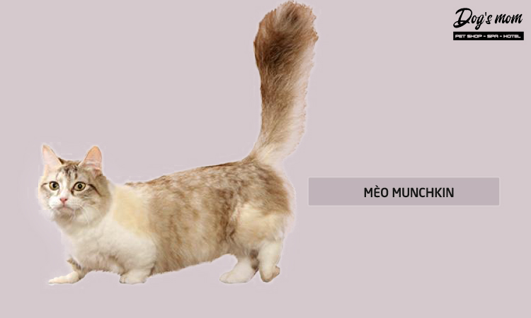 Mèo Munchkin chân ngắn