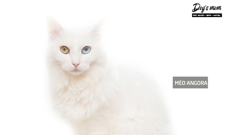 Mèo Turkish Angora