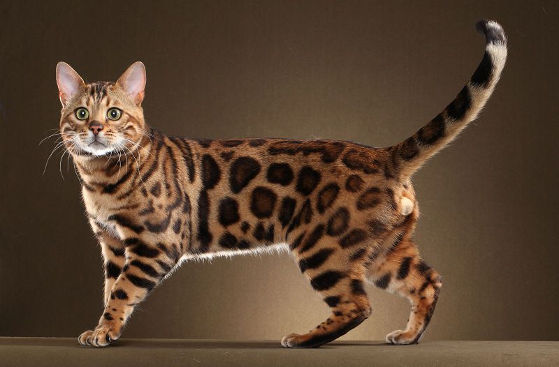 Mèo Bengal