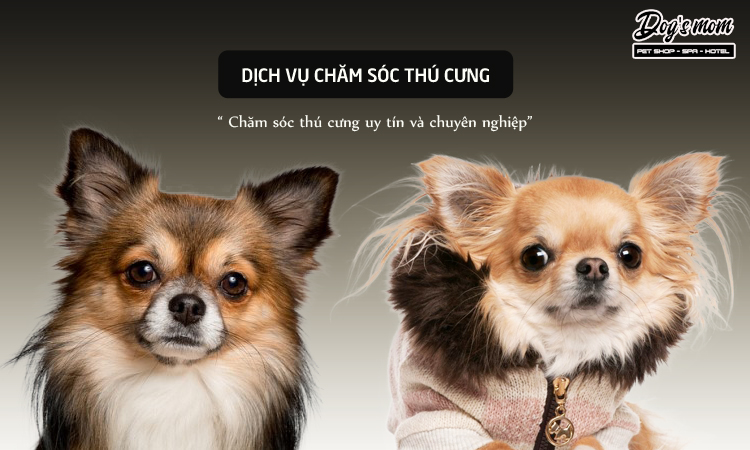 Dịch vụ chăm sóc thú cưng tại TPHCM - Uy tín và chất lượng