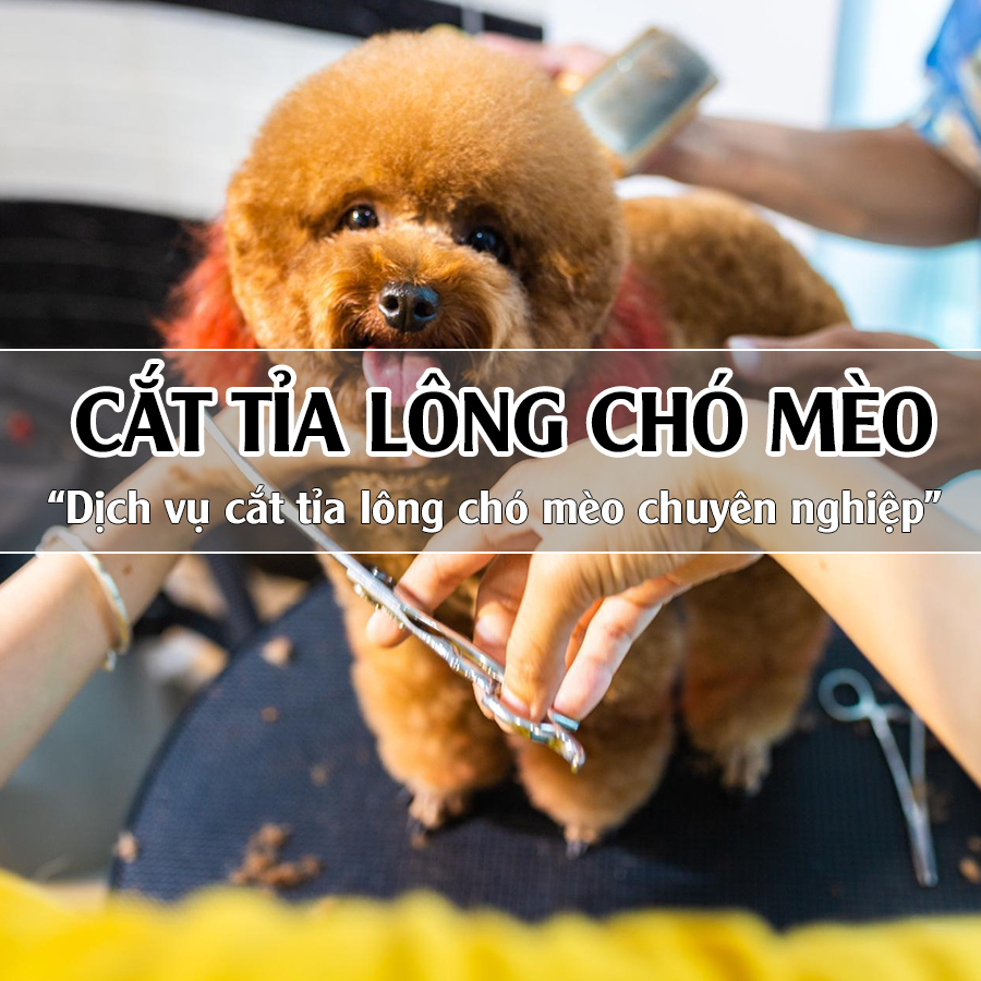 Dịch vụ cắt tỉa lông chó mèo