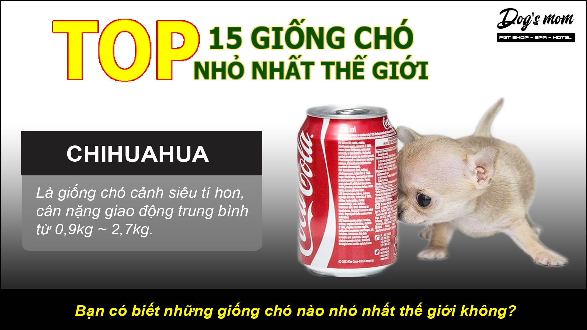 Những chú chó nhỏ nhất thế giới