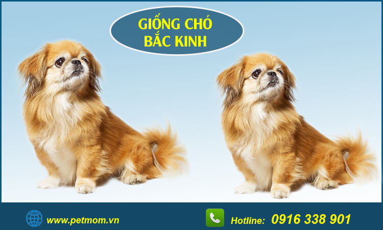 Các Giống Chó Bắc Kinh Lai (Poodle, Phốc Sóc, Nhật) Hot Nhất