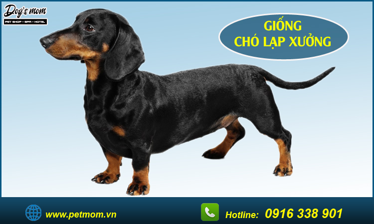 Chó lạp xưởng