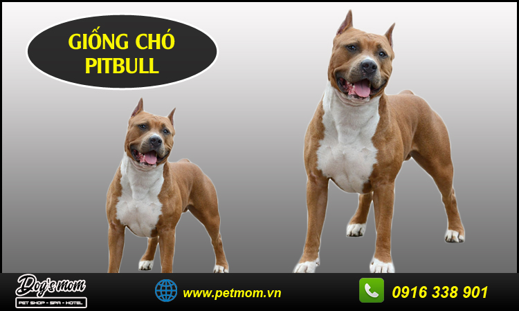 Các Giống Chó Pitbull Lai Được Nuôi Phổ Biến Tại Việt Nam