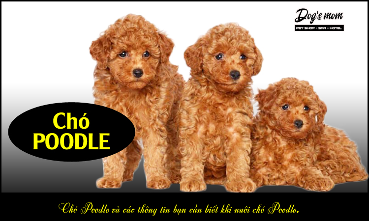 Chó poodle