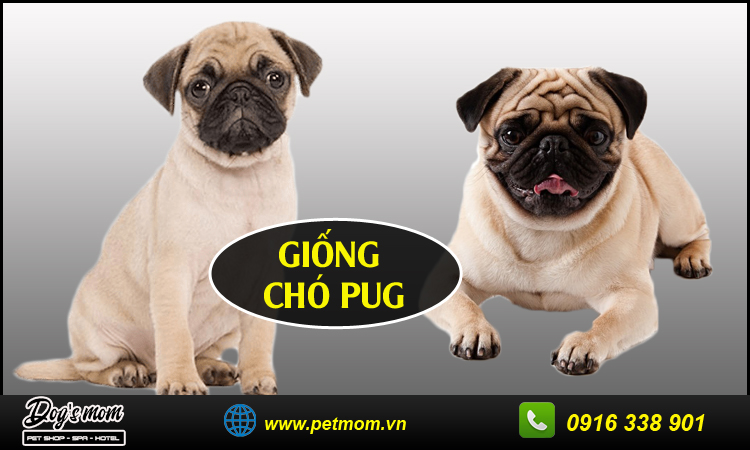 Các Giống Chó Pug Thuần Chủng Và Lai Phổ Biến Nhất Hiện Nay