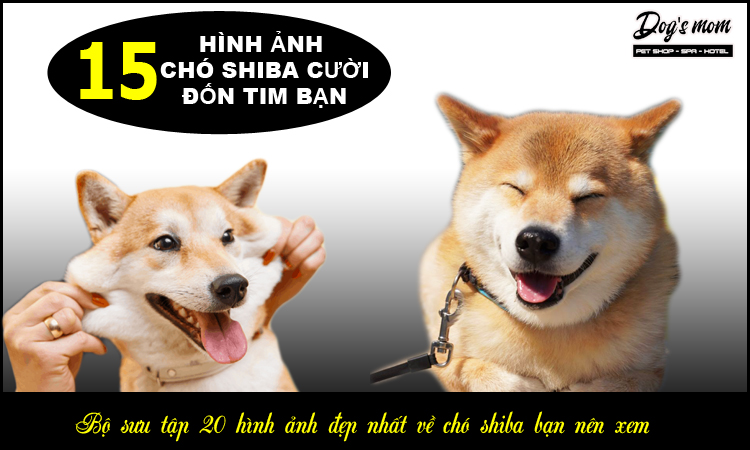 Chó shiba cười 