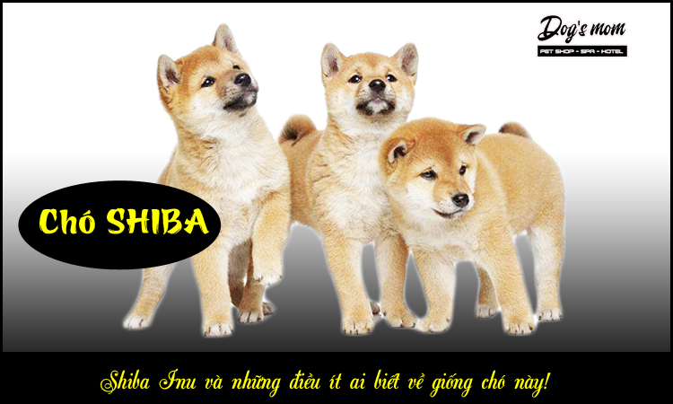 Chó Shiba