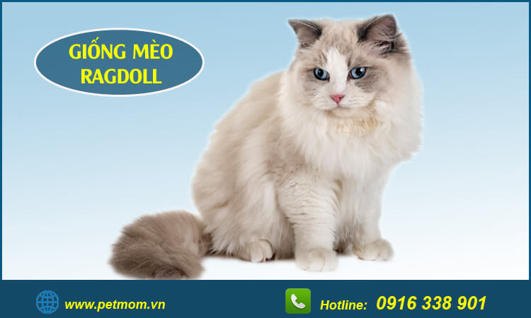 Mèo Ragdoll