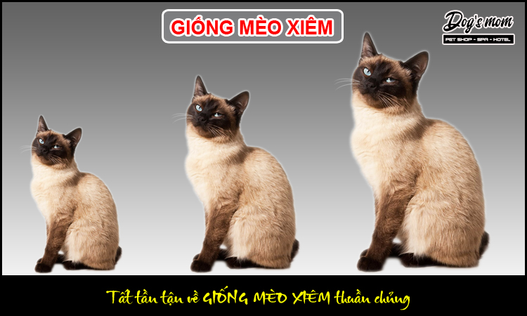 Mèo Xiêm