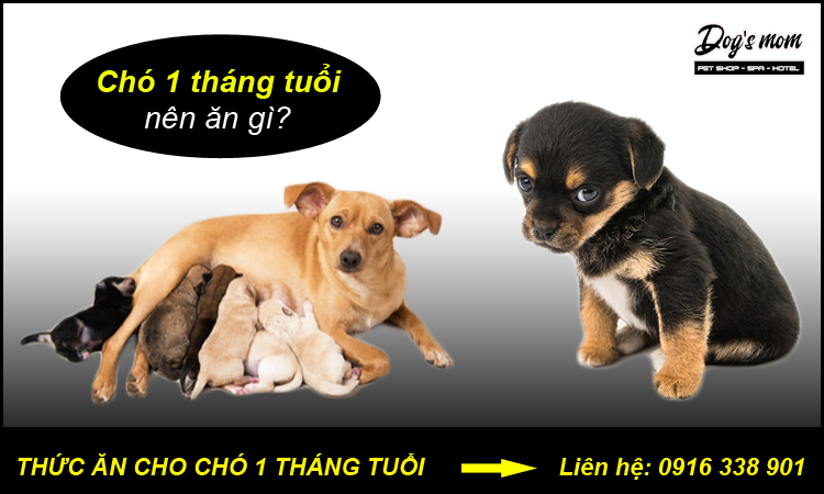 Thức ăn chó 1 tháng tuổi