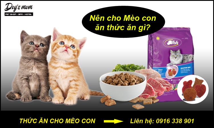 Thức ăn cho mèo con