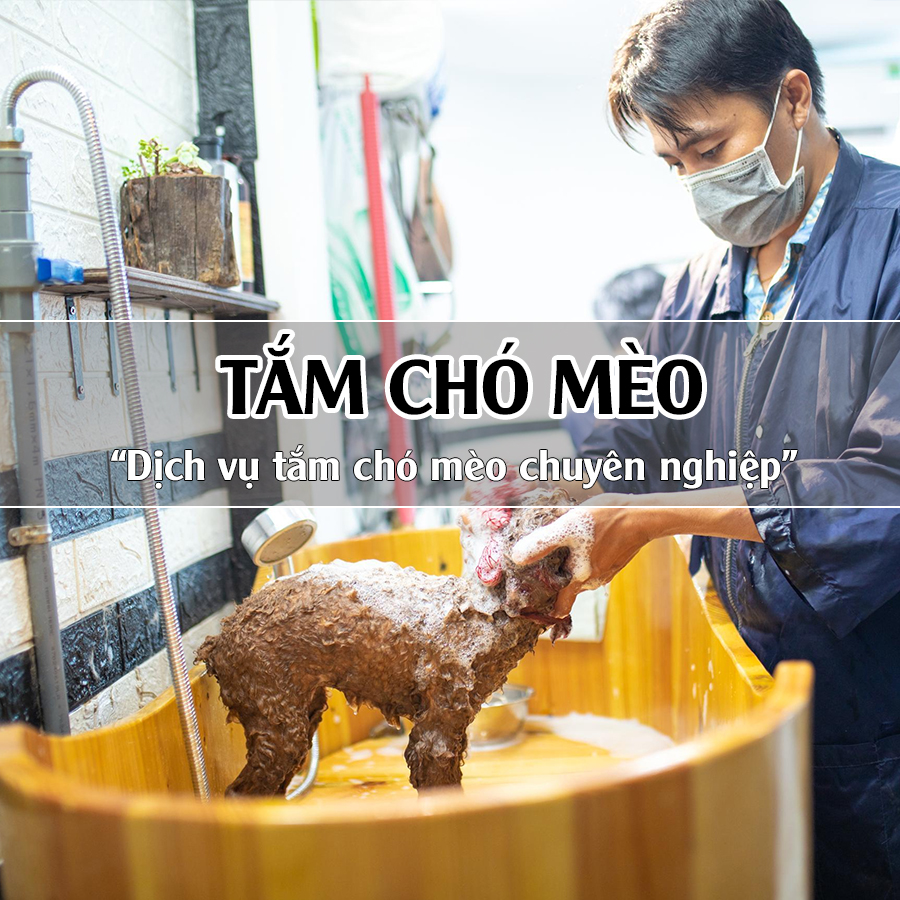 Dịch vụ tắm cho chó mèo