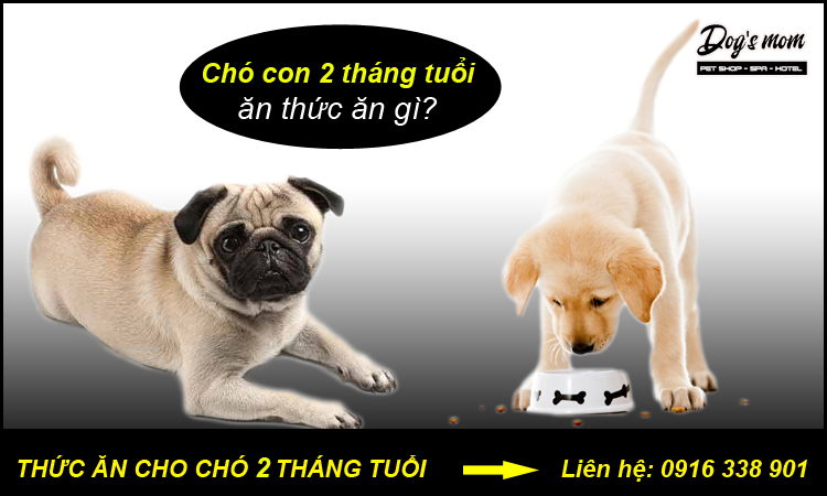 Thức ăn chó 2 tháng tuổi