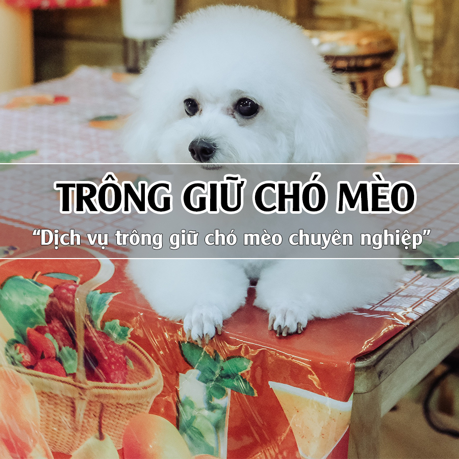 Dịch vụ trông giữ chó mèo