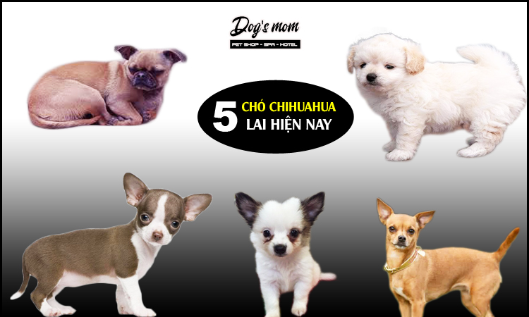 Các giống chó chihuahua lai đẹp nhất 2020