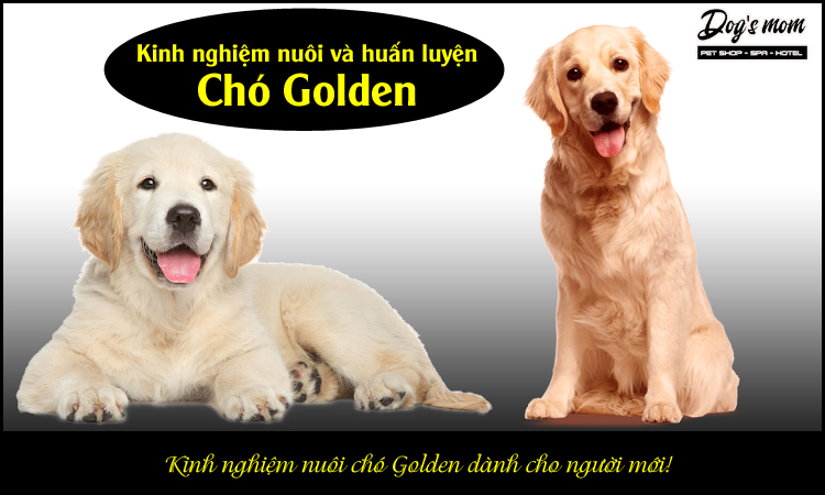 Kinh nghiệm nuôi chó Golden