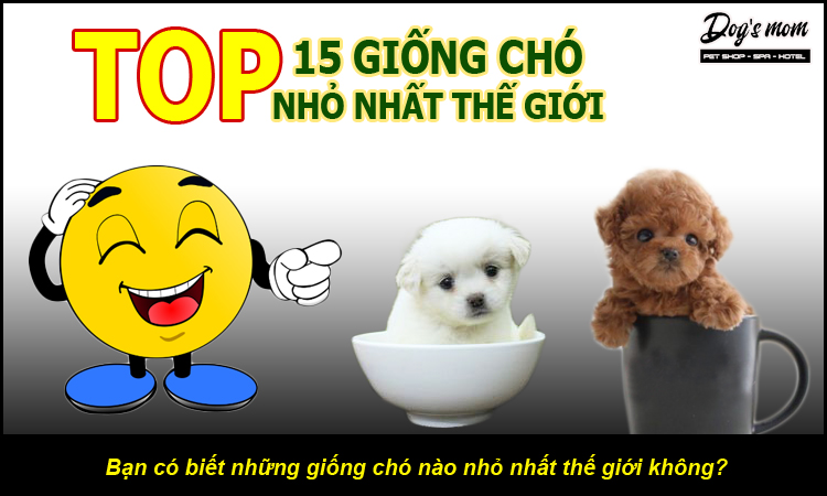 Những giống chó nhỏ như Poodle, Yorkshire...trông rất xinh xắn và đáng yêu. Được nuôi trong căn hộ, chúng thích hợp để làm bạn với những người sống trong không gian hạn chế. Hãy xem ảnh liên quan để hiểu hơn về chúng.