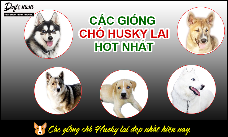 Các giống chó husky lai