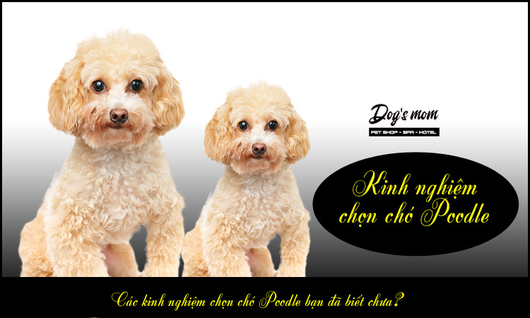 Kinh nghiệm chọn giống chó poodle