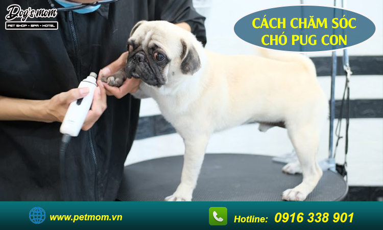 Cách chăm sóc chó Pug con