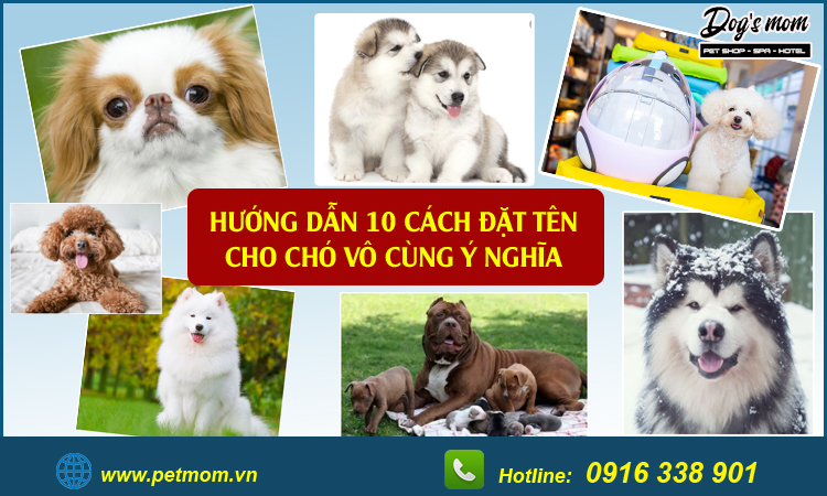 Chó cỏ  Đặc điểm và những giống chó phổ biến hiện nay