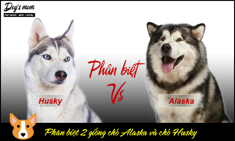 Cách phân biệt chó husky và alaska