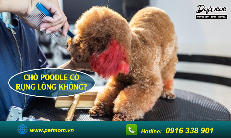 Chó Poodle có rụng lông không?