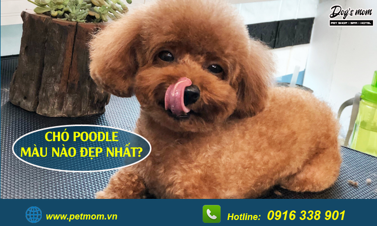 Chó poodle màu nào đẹp nhất 