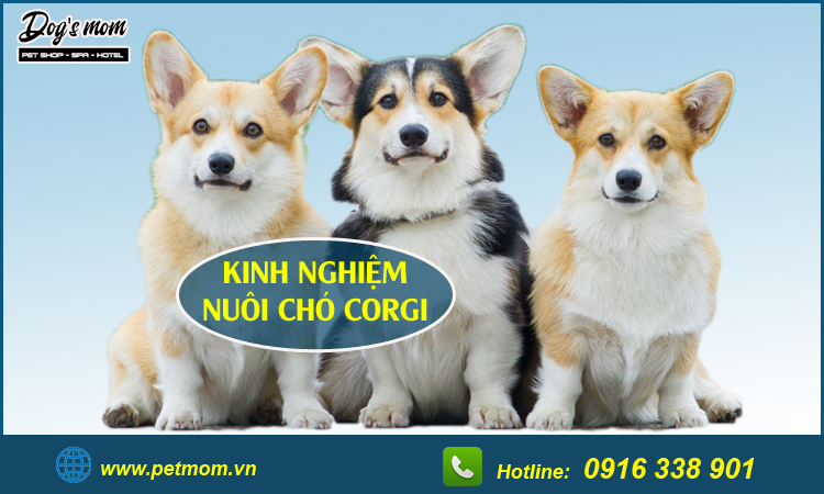 Lịch sử giá Mô hình chú chó corgi bằng nhựa dùng trang trí  đang giảm  4000 tháng 42023  BeeCost