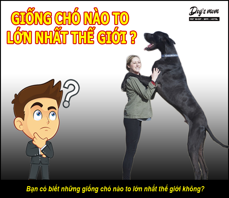 Top 15 giống chó lớn nhất thế giới hiện nay