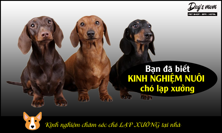 Kinh nghiệm chăm sóc chó lạp xưởng tại nhà