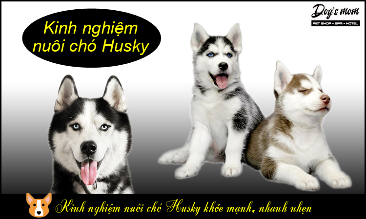 Kinh nghiệm nuôi chó Husky