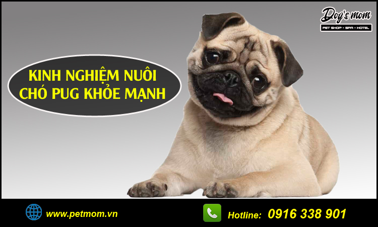 Kinh nghiệm nuôi chó pug