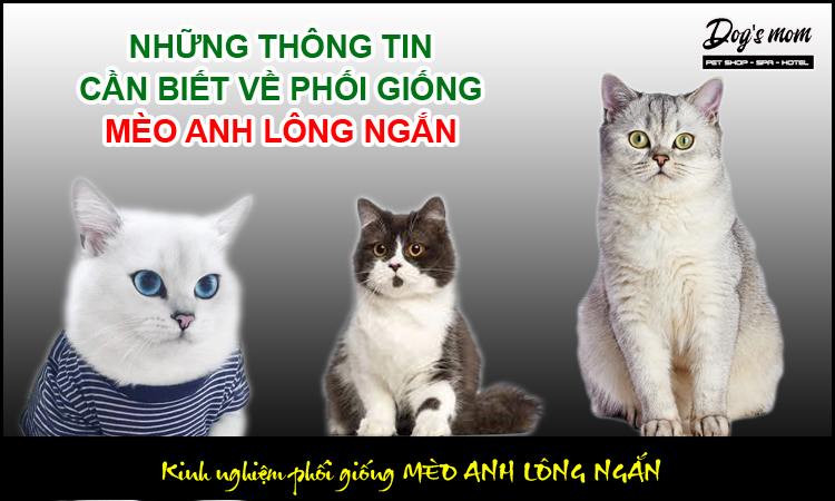 Kinh nghiệm phối giống mèo anh lông ngắn