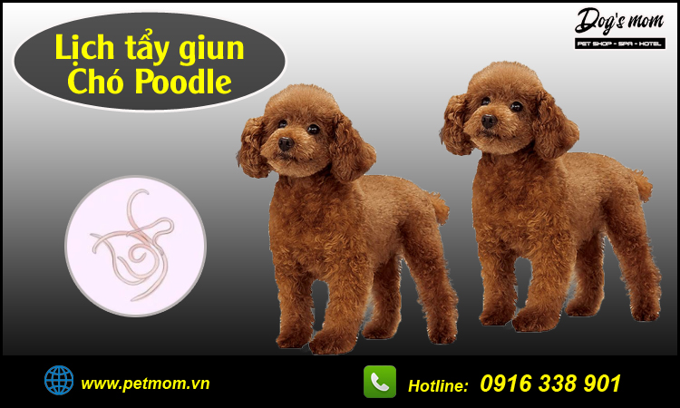 Lịch tẩy giun chó Poodle