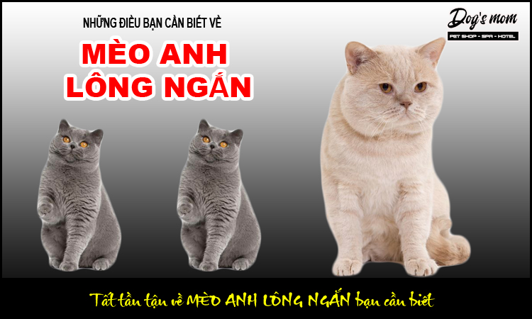 Mắt mèo anh lông ngắn có màu gì?