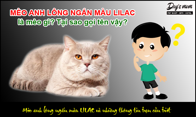 Mèo Anh Lông Ngắn Màu Lilac