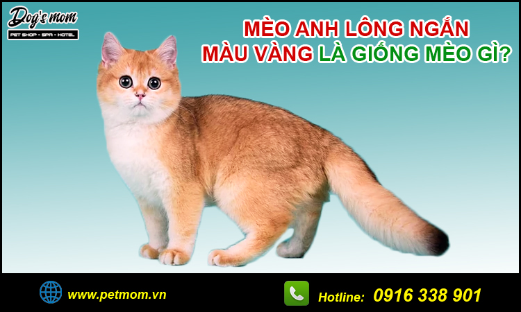 Mèo anh lông ngắn màu vàng