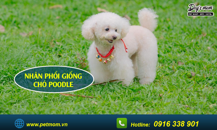 Phối giống chó poodle 