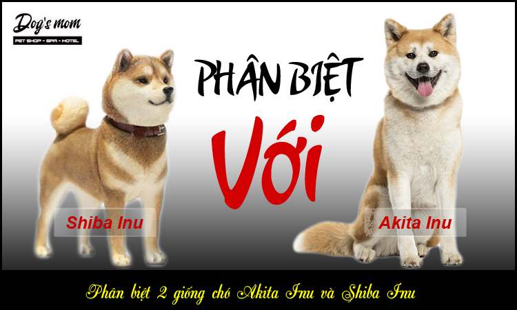 Phân biệt chó Shiba Inu và chó Akita Nhật Bản