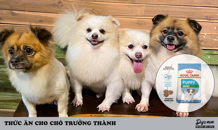 Thức ăn cho chó trưởng thành