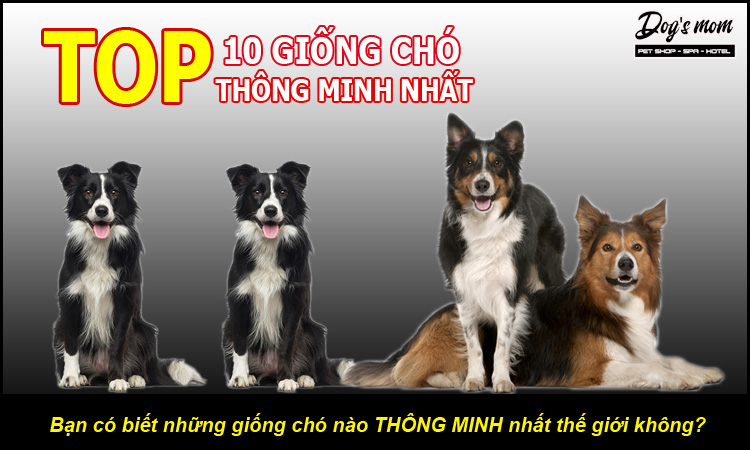 Top 10 loài chó thông minh nhất thế giới