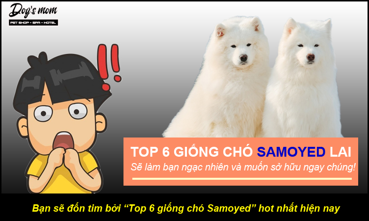 Top 6 giống chó Samoyed lai hot nhất hiện nay