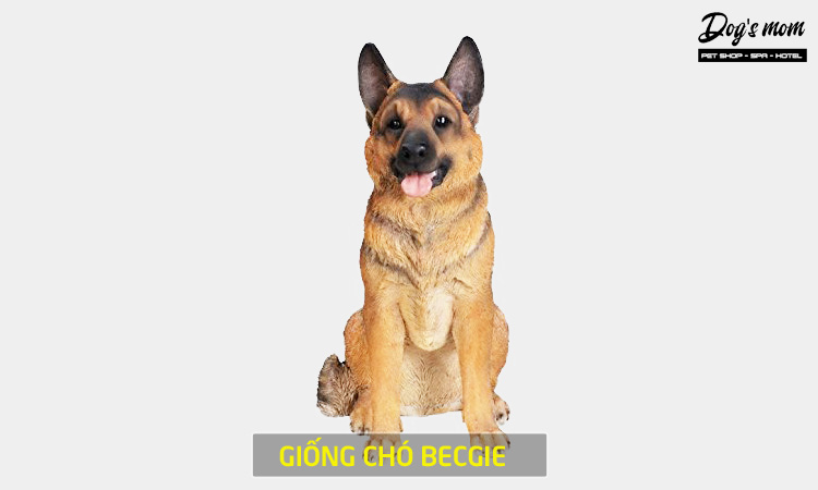 Điểm danh 3 loại chó Becgie nổi tiếng nhất thế giới